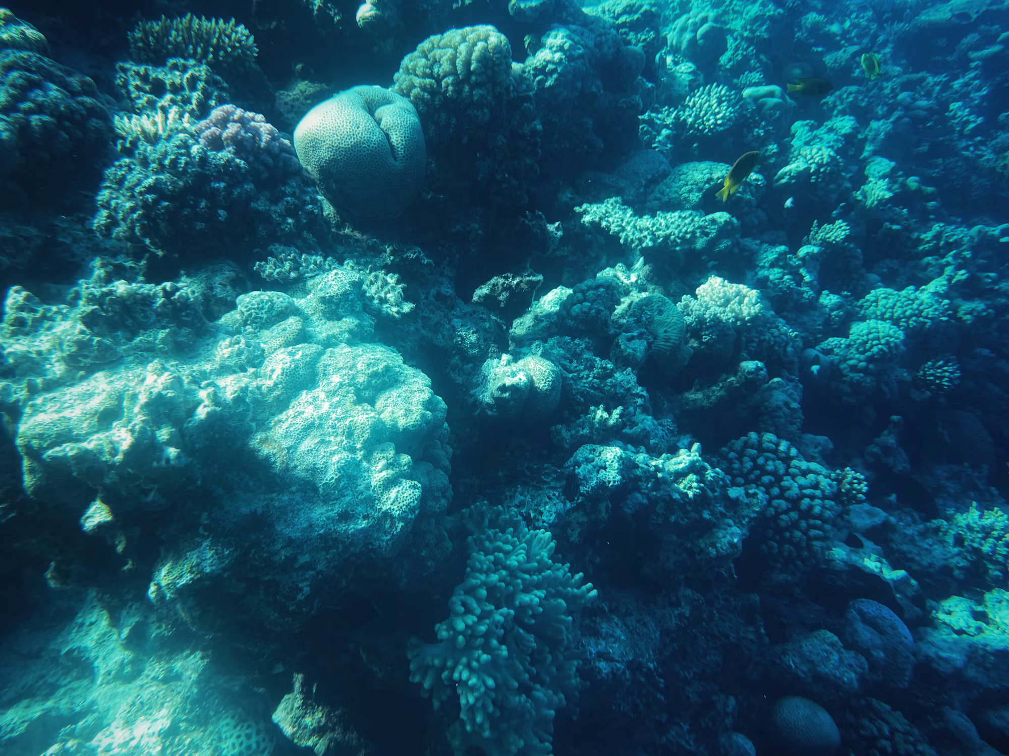 Diving into Adventure: Exploring the Depths of the Underwater World